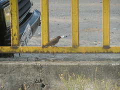 Haemorhous mexicanus