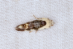 Acontia nivipicta