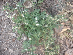 Parthenium bipinnatifidum