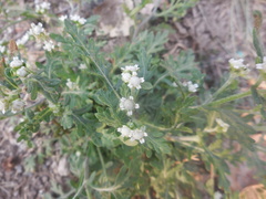 Parthenium bipinnatifidum
