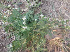 Parthenium bipinnatifidum