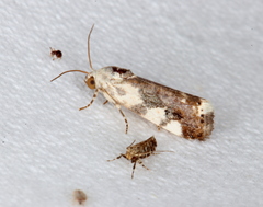 Acontia nivipicta