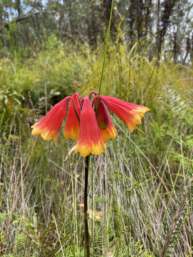 Christmas bells