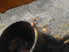 Hippodamia convergens