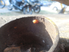 Hippodamia convergens