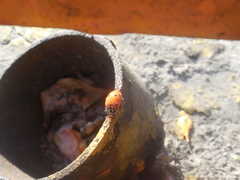 Hippodamia convergens