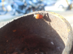 Hippodamia convergens