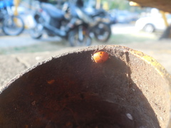 Hippodamia convergens