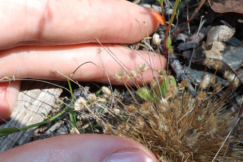 Image of Centrolepis strigosa by (c) Thomas Mesaglio, some rights reserved (CC BY)