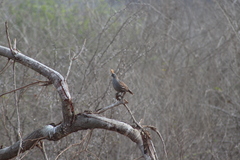 Callipepla douglasii