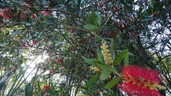 Melaleuca citrina