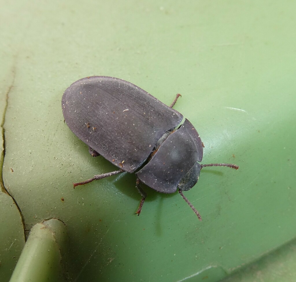 blue piedish beetles in November 2023 by Rod Seager · iNaturalist