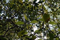 Planchonella costata