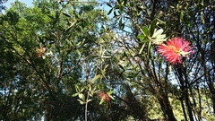 Melaleuca citrina
