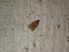 Clepsis peritana