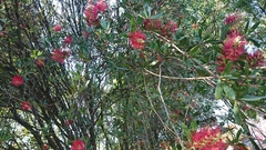 Melaleuca citrina