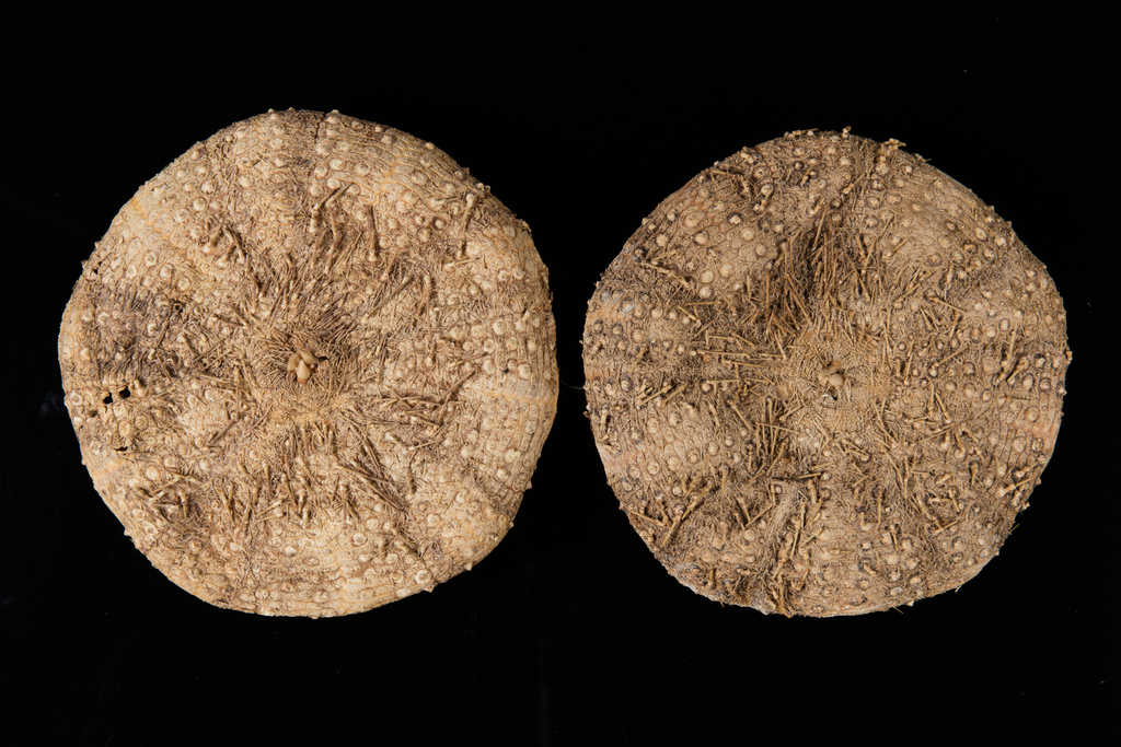 Tam o Shanter urchin