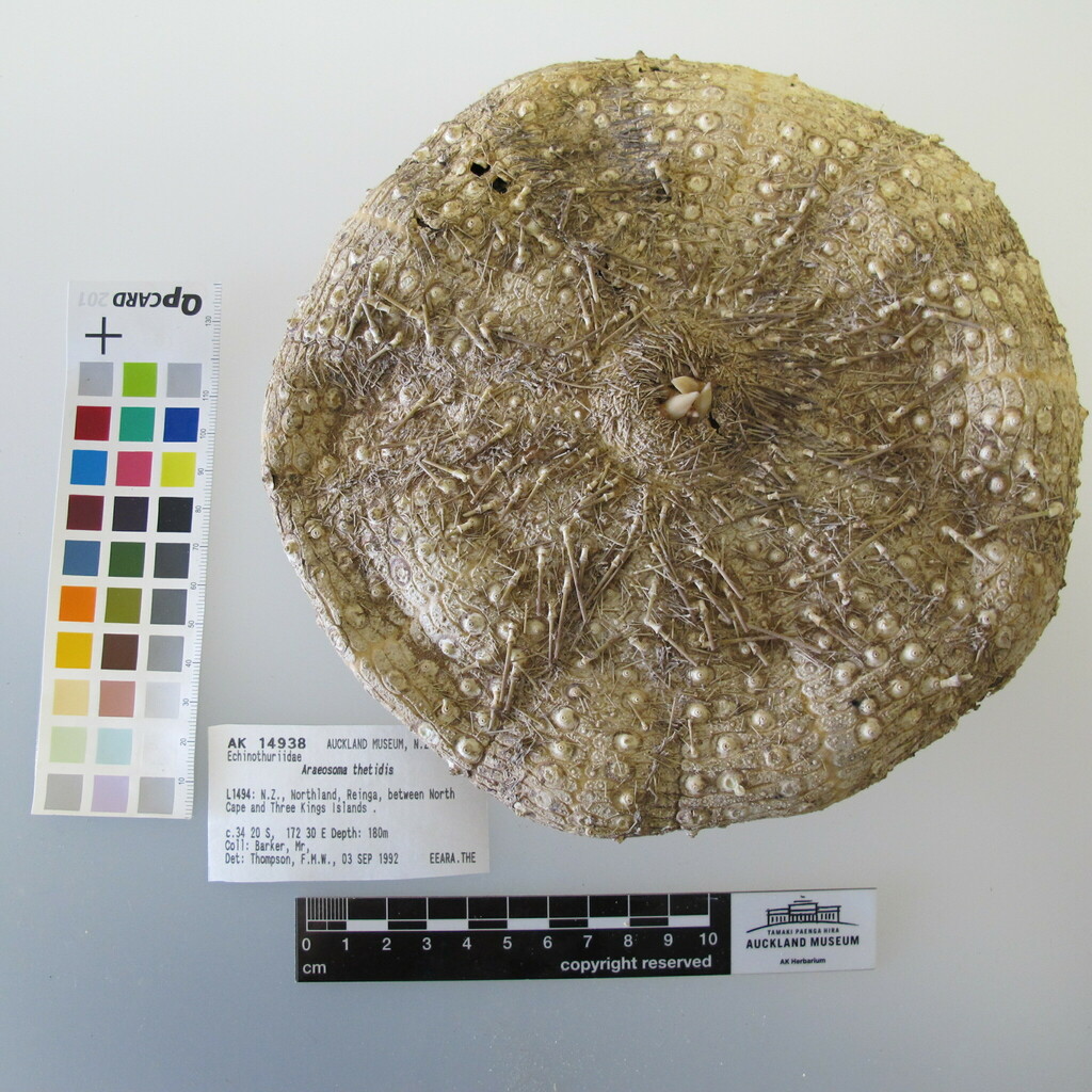 Tam o Shanter urchin