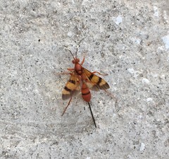 Compsocryptus calipterus