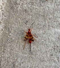 Compsocryptus calipterus