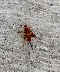 Compsocryptus calipterus