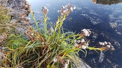 Dolichoglottis lyallii