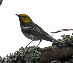 Setophaga chrysoparia