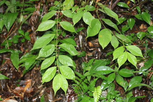 Lasianthus hispidulus iNat (3)