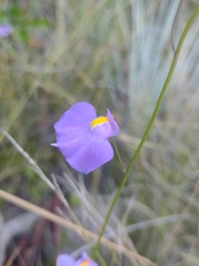 Utricularia longifolia, photograph (c) Lucas Kaminski, some rights reserved (CC BY)