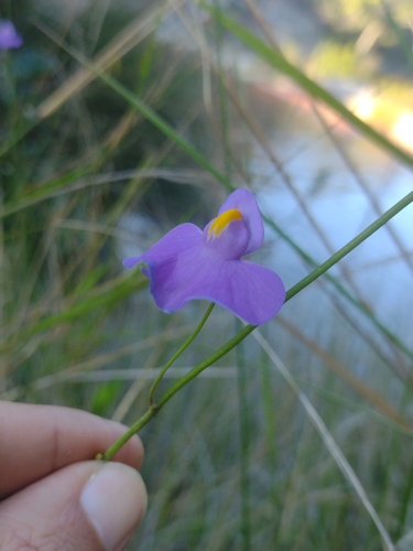 Utricularia longifolia, photograph 4