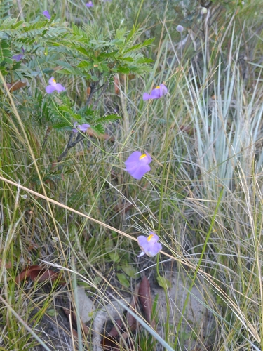 Utricularia longifolia, photograph 5
