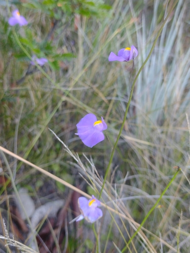 Utricularia longifolia, photograph 6