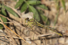 Arigomphus lentulus