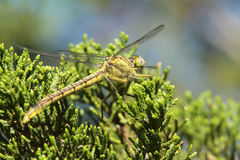 Arigomphus lentulus