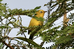 Vanuatu White-Eye photo 2