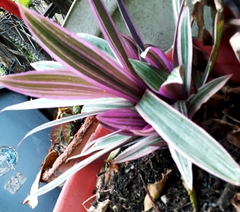 Tradescantia spathacea