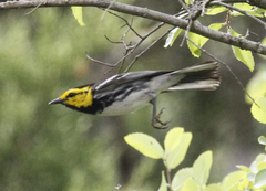 Setophaga chrysoparia