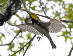 Setophaga chrysoparia