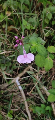 Image of Impatiens maculata by (c) Jyotsna Nag, some rights reserved (CC BY)