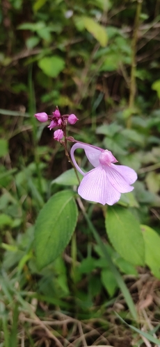 Image of Impatiens maculata by (c) Jyotsna Nag, some rights reserved (CC BY)