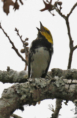 Setophaga chrysoparia