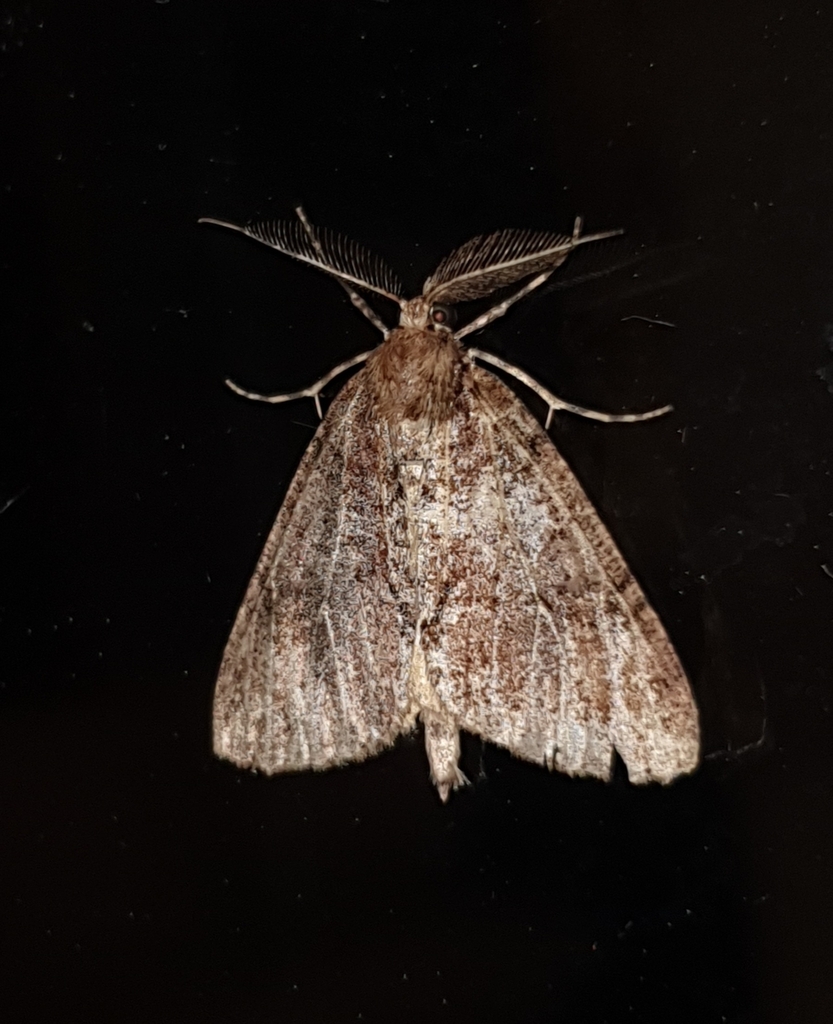 Common Forest Looper from Acacia Bay, Taupō, New Zealand on November 4 ...
