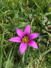 Romulea rosea australis