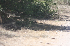 Callipepla douglasii