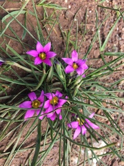 Romulea rosea australis