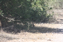 Callipepla douglasii