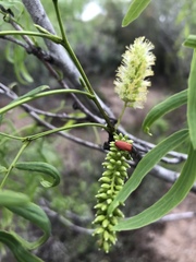 Pelonides quadripunctata