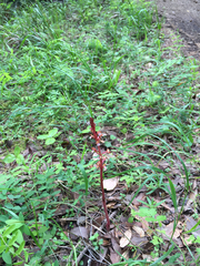 Corallorhiza maculata occidentalis
