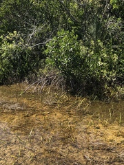 Rhizophora mangle image