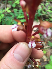 Corallorhiza maculata occidentalis